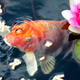 Illustration for article titled Reasons of Over/Under Feeding the Fish – Know How Much and How Often To Feed Them